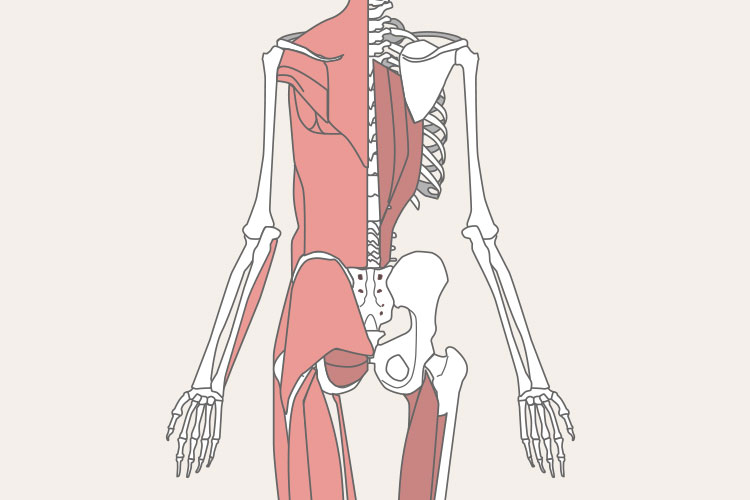 人体骨格（骨と筋肉）のイメージ画像